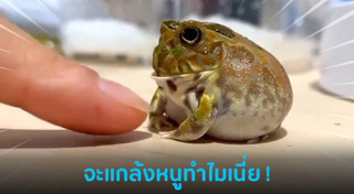 สัตว์เลี้ยงแปลก ๆ