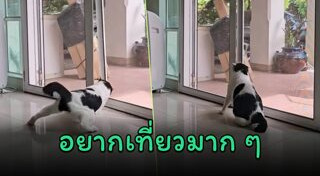 แมวตลก
