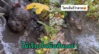 เฟรนช์ บูลด็อก
