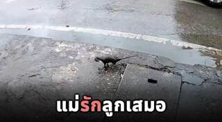 สัตว์อพยพ