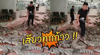 ฟาร์มจระเข้