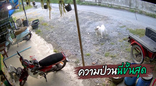 สัตว์เลี้ยง