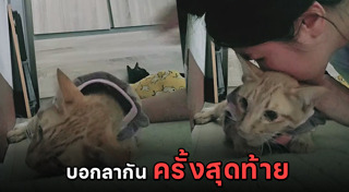 แมวป่วย