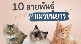 พันธุ์แมว