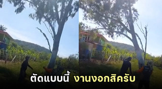 ตัดต้นไม้