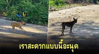 พฤติกรรมสัตว์