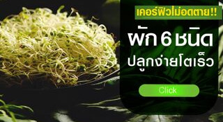 ปลูกผักในกระถาง