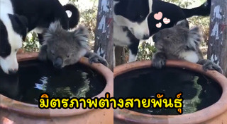 ไฟป่าออสเตรเลีย