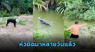 ช่วยหมา