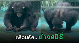 กอริลลา