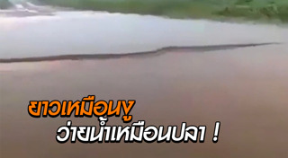 งูอนาคอนด้า