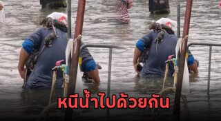 ช่วยเหลือสัตว์