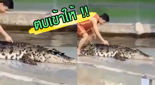 จระเข้น้ำเค็ม