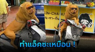 สุนัขพิตบูล