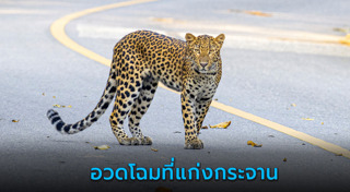 เสือดาว