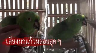 นกประหลาด