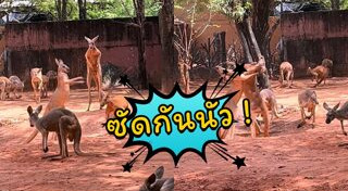 สัตว์โลกน่ารัก