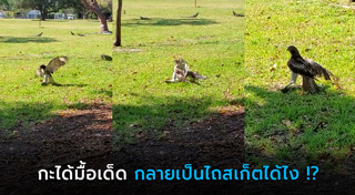 เหยี่ยว