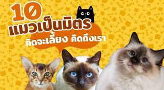 พันธุ์แมว