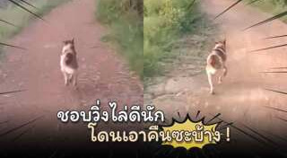 หมาดื้อ