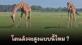 กวาง