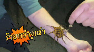 ปลาหมึกพิษ