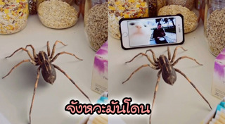 แมงมุม