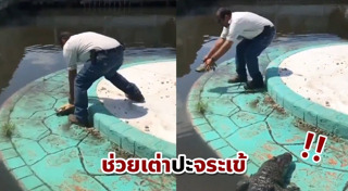 จระเข้น้ำเค็ม