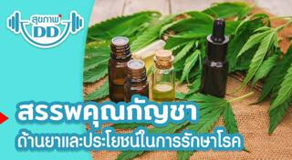 ปลูกกัญชา