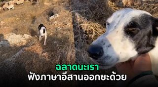 แรงงานไทย