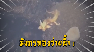 มังกรจีน