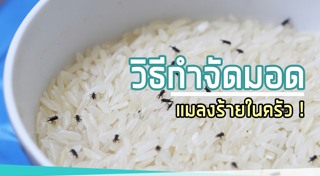 วิธีกำจัดแมลง