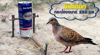 นกหายาก