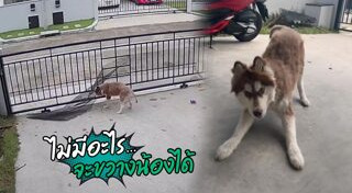 หมาน่ารัก