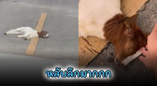 สัตว์โลกน่ารัก