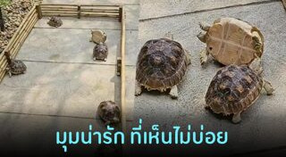 สัตว์เลี้ยงแปลก ๆ