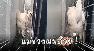 ไซบีเรียน ฮัสกี้