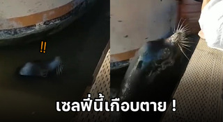 สิงโตทะเล