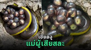 คลิปหายาก