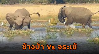 แอฟริกาใต้