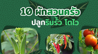 ผักสวนครัว