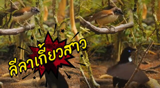 นกหายาก