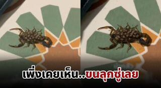 แมงป่อง