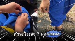 แมลงสาบ