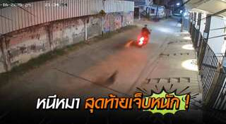 หมากัดคน