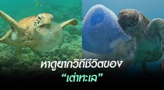 ปะการัง