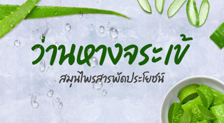 ว่านหางจระเข้