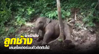 ช้างตกมัน