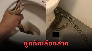 งูในชักโครก