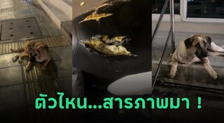 สุนัขจรจัด